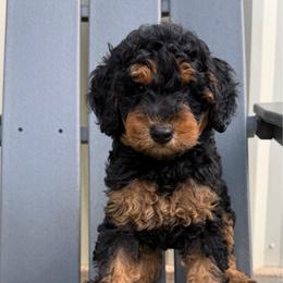 Georgia - Phantom female Poodle puppy in Waco, Texas from Poodle Paradise