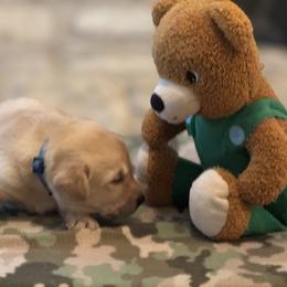 Labrador Retriever Puppies from Central Texas Labs