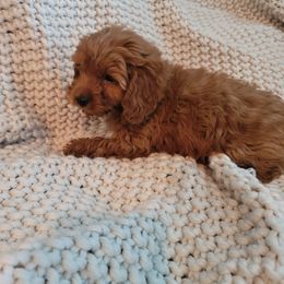 Goldendoodle Puppies from Denise's Goldendoodles