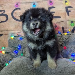 Erica - Black female Finnish Lapphund puppy in Lower Alloways Creek, New Jersey from Curticey Finnish Lapphunds