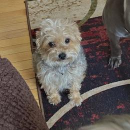 Tojo - Blue and tan female Morkie puppy in Mount Dora, Florida from Smart Farms
