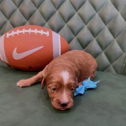Purdey - Red female Cavapoo puppy in Central, Arizona from Desert Valley Doodles