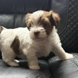 Ursula AKC - Chocolate, tan and white female Yorkshire Terrier puppy in Labelle, Florida from Chocolate and Parti Yorkies in Florida