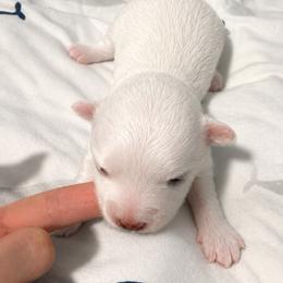DOBBY - White male Maltese puppy in Orlando, Florida from Denise’s Puppies