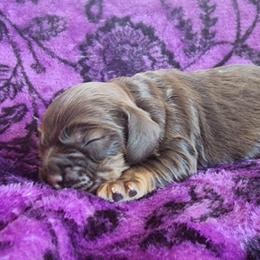 AKC Trouble - Brown and tan male Cocker Spaniel puppy in New Market, Tennessee from Down in the Holler