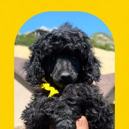 Boy 4 - male Poodle puppy in Ogden, Utah from Kotu Poodles