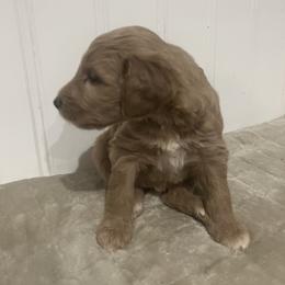 Labradoodle Puppies from RemiandRaethelabradoodles