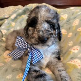 Black Eye Pea - Merle male Labradoodle puppy in Greensboro, Georgia from B’s Doodles