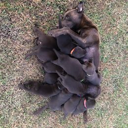 Dilute Retriever and Labrador Retriever Puppies from CKB Labradors