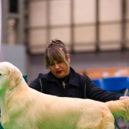 Rolex - Golden Retriever