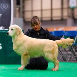 Rolex - Golden Retriever