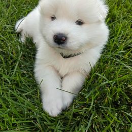 Boy 2 - White male Samoyed puppy in Morgan, Utah from Carriage Court Kennels