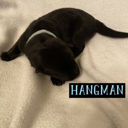 German Shepherd Puppies from High Voltage GSD