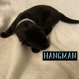 German Shepherd Puppies from High Voltage GSD