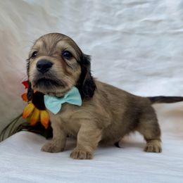 Romano - Cream male Dachshund puppy in Lathrop, Michigan from Hidden Haven Dachshunds
