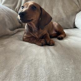 Waffles - Red male Dachshund puppy in Milroy, Pennsylvania from Not Your Average Weiner