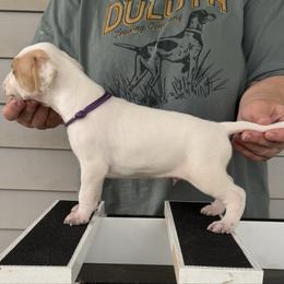 Purple Collar Boy - Orange and white male Pointer puppy in Youngsville, North Carolina from Dogma Pointers & Bulldogs