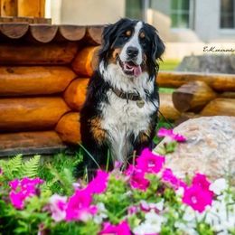 Aurora - Bernese Mountain Dog