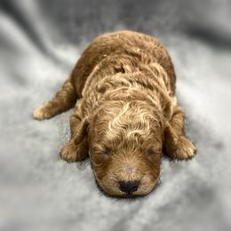 Rory - Red female Maltipoo puppy in Bells, Texas from Partridge Doodles and Poodles