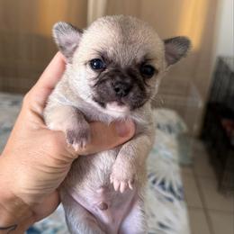Marv - Fawn male Chihuahua puppy in Spring Hill, Florida from Stardom Chihuahuas & CKCS