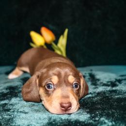 Sirabi - Chocolate and tan female Dachshund puppy in Coldwater, Mississippi from Mississippi Shorties Miniature Dachshunds