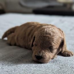 Black collar - Cream male Goldendoodle puppy in Connecticut from Valley View Doodles