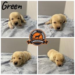 Green - Yellow male Labrador Retriever puppy in Dickson, Tennessee from Cane Creek Labradors
