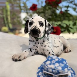 Green Collar LUA Male - White and black male Dalmatian puppy in Hawkins, Texas from Snow Dalmatians