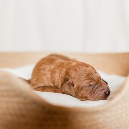 Black Collar - Apricot male Poodle puppy in Nicholasville, Kentucky from Lexington Poodle Company