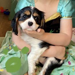 Mr. Green - Tri-color male Cavalier King Charles Spaniel puppy in Rocky Ford, Colorado from Scofield Cavaliers