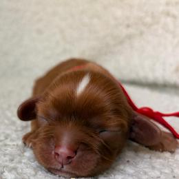 Chip - Ruby male Cavalier King Charles Spaniel puppy in Katy, Texas from True Heart Cavaliers LLC