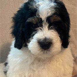 Bernedoodle Puppies from Willow’s Bernedoodle Angels