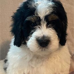 Bernedoodle Puppies from Willow’s Bernedoodle Angels