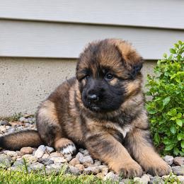 Caycie - Sable female German Shepherd puppy in White Cloud, Michigan from Von WestLynn German Shepherds