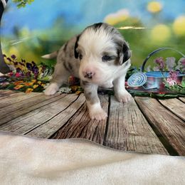 Miniature Australian Shepherd Puppies from Happy Tails, Colorado Mini Aussies