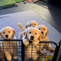 Golden Retriever Puppies from Golden Hour Golden Retrievers