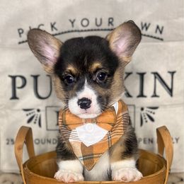 Fig - Black and tan male Pembroke Welsh Corgi puppy in Benton, Arkansas from High Cotton Corgis