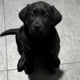 Miss Yellow - Black female Labrador Retriever puppy in Clinton, Tennessee from Summer Rose