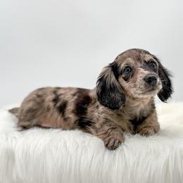Zelda - Dapple female Dachshund puppy in Litchfield, Illinois from Charmm Dachshunds