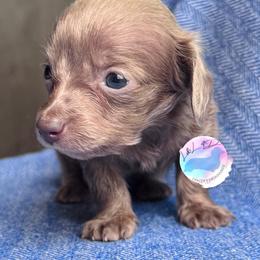 Girl 2 - Fawn (isabella) and cream female Dachshund puppy in Houston, Texas from L&L 4D Dancer’s Dachshunds