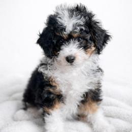 Aspen - Black tri-color male Aussiedoodle puppy in Paoli, Indiana from Brambleberry Doodles