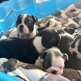 Boston Terrier puppies from Smith Sister Kennels
