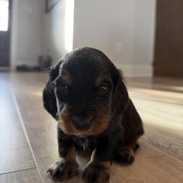 Black and tan male - Black and tan male Dachshund puppy in Bowling Green, Kentucky from Dachshunds of the Valley