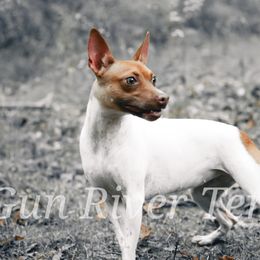 Rat Terriers from Gun River Terriers