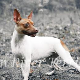 Rat Terriers from Gun River Terriers