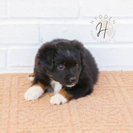 Miniature American Shepherd, Miniature Australian Shepherd, and Toy Australian Shepherd Puppies from Hydden Aussies