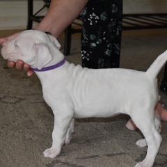 Dogo Argentino Puppies from Bestiarius Kennels