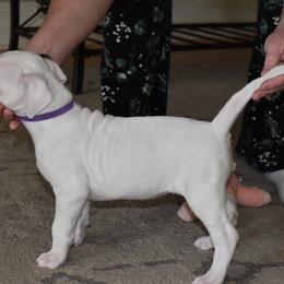Dogo Argentino Puppies from Bestiarius Kennels