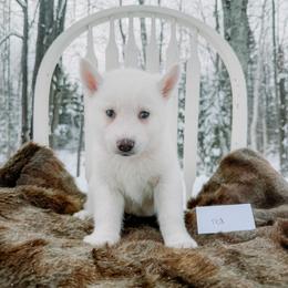 Red collar - White male Siberian Husky puppy in Solon Springs, Wisconsin from Snowfall Siberians