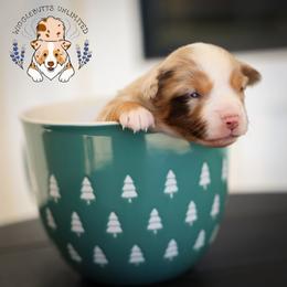 Bing Crosby - Red merle male Miniature Australian Shepherd puppy in Hearne, Texas from Wigglebutts Unlimited